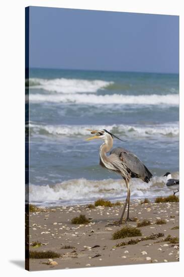 Cameron County, Texas. Great Blue Heron, Ardea Herodias, Feeding-Larry Ditto-Stretched Canvas