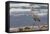 Cameron County, Texas. Great Blue Heron, Ardea Herodias, Feeding-Larry Ditto-Framed Stretched Canvas