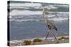 Cameron County, Texas. Great Blue Heron, Ardea Herodias, Feeding-Larry Ditto-Stretched Canvas