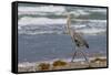 Cameron County, Texas. Great Blue Heron, Ardea Herodias, Feeding-Larry Ditto-Framed Stretched Canvas