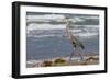 Cameron County, Texas. Great Blue Heron, Ardea Herodias, Feeding-Larry Ditto-Framed Photographic Print