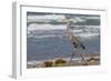 Cameron County, Texas. Great Blue Heron, Ardea Herodias, Feeding-Larry Ditto-Framed Photographic Print