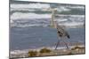 Cameron County, Texas. Great Blue Heron, Ardea Herodias, Feeding-Larry Ditto-Mounted Photographic Print