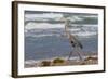 Cameron County, Texas. Great Blue Heron, Ardea Herodias, Feeding-Larry Ditto-Framed Photographic Print