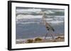 Cameron County, Texas. Great Blue Heron, Ardea Herodias, Feeding-Larry Ditto-Framed Photographic Print