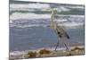 Cameron County, Texas. Great Blue Heron, Ardea Herodias, Feeding-Larry Ditto-Mounted Photographic Print