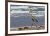 Cameron County, Texas. Great Blue Heron, Ardea Herodias, Feeding-Larry Ditto-Framed Photographic Print