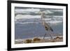 Cameron County, Texas. Great Blue Heron, Ardea Herodias, Feeding-Larry Ditto-Framed Photographic Print