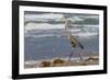 Cameron County, Texas. Great Blue Heron, Ardea Herodias, Feeding-Larry Ditto-Framed Photographic Print