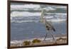 Cameron County, Texas. Great Blue Heron, Ardea Herodias, Feeding-Larry Ditto-Framed Photographic Print