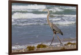 Cameron County, Texas. Great Blue Heron, Ardea Herodias, Feeding-Larry Ditto-Framed Photographic Print