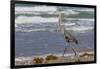 Cameron County, Texas. Great Blue Heron, Ardea Herodias, Feeding-Larry Ditto-Framed Photographic Print