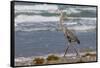 Cameron County, Texas. Great Blue Heron, Ardea Herodias, Feeding-Larry Ditto-Framed Stretched Canvas