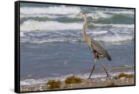 Cameron County, Texas. Great Blue Heron, Ardea Herodias, Feeding-Larry Ditto-Framed Stretched Canvas