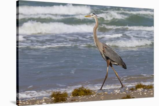 Cameron County, Texas. Great Blue Heron, Ardea Herodias, Feeding-Larry Ditto-Stretched Canvas