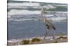 Cameron County, Texas. Great Blue Heron, Ardea Herodias, Feeding-Larry Ditto-Stretched Canvas