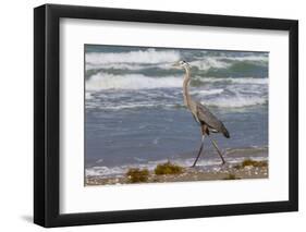 Cameron County, Texas. Great Blue Heron, Ardea Herodias, Feeding-Larry Ditto-Framed Photographic Print