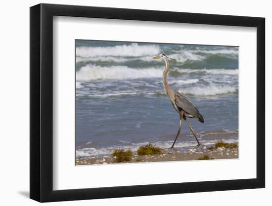 Cameron County, Texas. Great Blue Heron, Ardea Herodias, Feeding-Larry Ditto-Framed Photographic Print