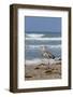 Cameron County, Texas. Great Blue Heron, Ardea Herodias, Feeding-Larry Ditto-Framed Photographic Print