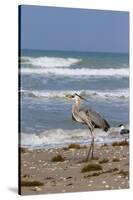 Cameron County, Texas. Great Blue Heron, Ardea Herodias, Feeding-Larry Ditto-Stretched Canvas