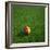 Cameroonian Soccerball Lying on Grass-zentilia-Framed Premium Giclee Print