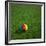 Cameroonian Soccerball Lying on Grass-zentilia-Framed Premium Giclee Print