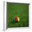 Cameroonian Soccerball Lying on Grass-zentilia-Framed Premium Giclee Print