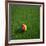 Cameroonian Soccerball Lying on Grass-zentilia-Framed Art Print