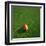 Cameroonian Soccerball Lying on Grass-zentilia-Framed Art Print