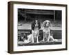 Camilla of Hillbarn Dickon of Littlebreach Sitting Together. Owner: Percival-Thomas Fall-Framed Photographic Print