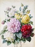 Bouquet of Flowers, Dahlias and Roses, Published C.1830-40 (Stipple Hand Coloured)-Camille de Chantereine-Mounted Giclee Print