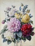 Bouquet of Flowers, Dahlias and Roses, Published C.1830-40 (Stipple Hand Coloured)-Camille de Chantereine-Stretched Canvas