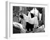 Camille, Greta Garbo, Robert Taylor, 1936-null-Framed Photo