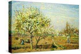 Camille Pissarro Le Verger The Orchard Art Print Poster-null-Stretched Canvas