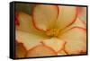 Camille's Begonias I-Rita Crane-Framed Stretched Canvas