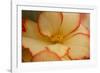 Camille's Begonias I-Rita Crane-Framed Photographic Print