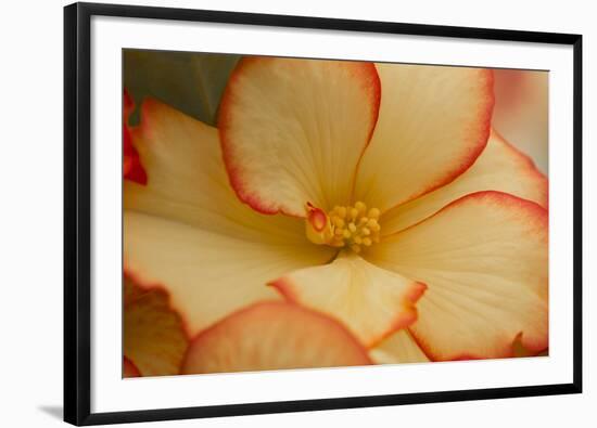 Camille's Begonias I-Rita Crane-Framed Photographic Print