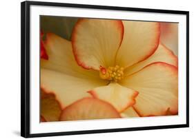 Camille's Begonias I-Rita Crane-Framed Photographic Print