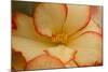 Camille's Begonias I-Rita Crane-Mounted Photographic Print