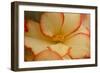 Camille's Begonias I-Rita Crane-Framed Photographic Print