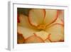 Camille's Begonias I-Rita Crane-Framed Photographic Print