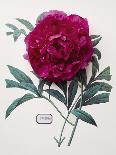 Floral Decoupage - Paeonia-Camille Soulayrol-Giclee Print