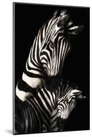 Camo-Zebra-null-Mounted Art Print