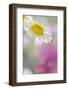 Camomile, Matricaria Chamomilla, Blossom, Close-Up-Andreas Keil-Framed Photographic Print