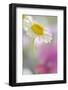 Camomile, Matricaria Chamomilla, Blossom, Close-Up-Andreas Keil-Framed Photographic Print