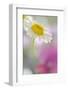 Camomile, Matricaria Chamomilla, Blossom, Close-Up-Andreas Keil-Framed Photographic Print