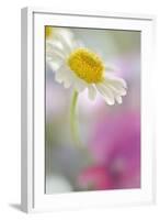 Camomile, Matricaria Chamomilla, Blossom, Close-Up-Andreas Keil-Framed Photographic Print