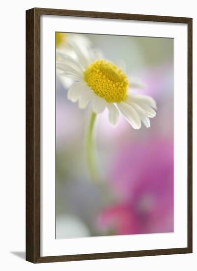 Camomile, Matricaria Chamomilla, Blossom, Close-Up-Andreas Keil-Framed Photographic Print