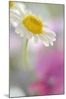 Camomile, Matricaria Chamomilla, Blossom, Close-Up-Andreas Keil-Mounted Photographic Print