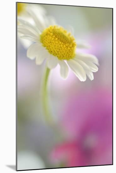 Camomile, Matricaria Chamomilla, Blossom, Close-Up-Andreas Keil-Mounted Photographic Print